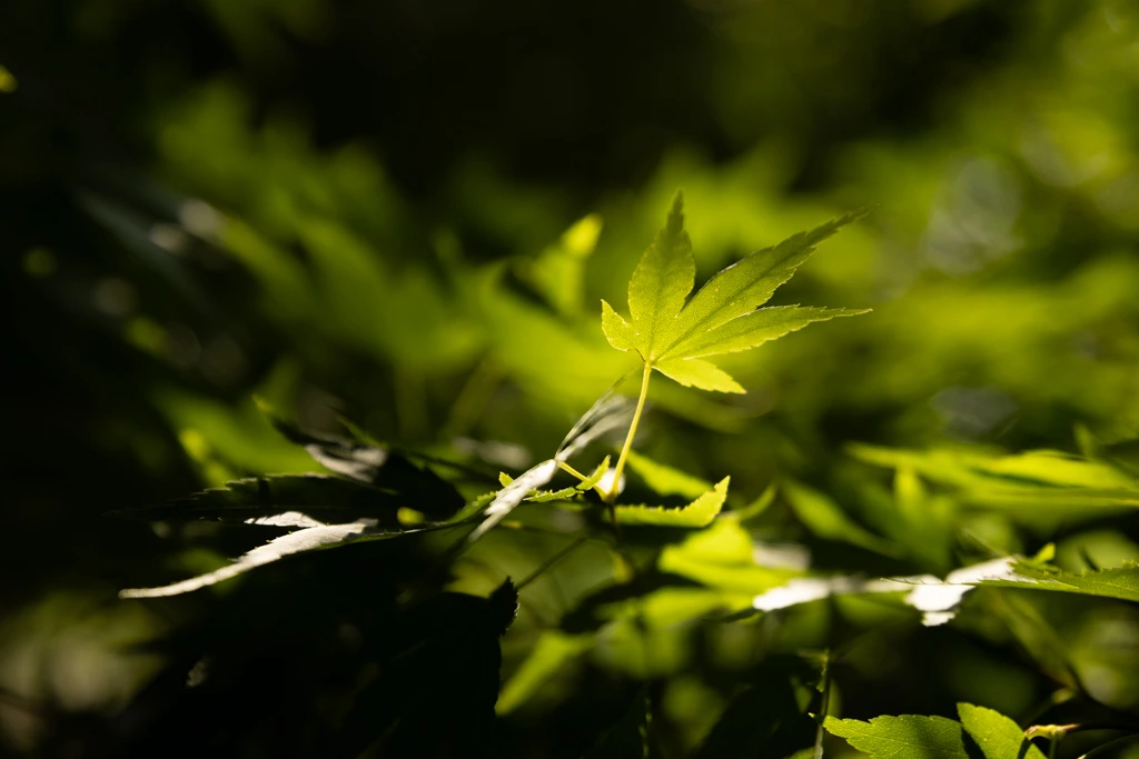 Acer palmatum VJ